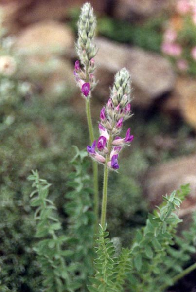 Oxytropis splendens en fleurs dans une pelouse sèche d'altitude des Alpes